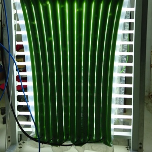Microphykos 50 iC (LDPE) running with Spirulina (about 5 g/L dry weight)