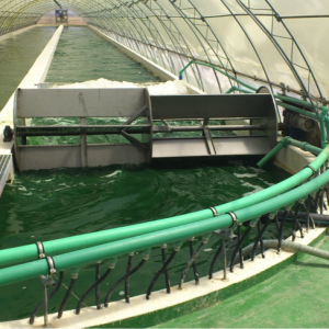 Spirulina farm (Nigrita): medium scale concrete race-way ponds in arch LDPH green-house